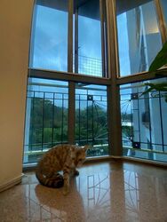 Springdale Condominium (D21), Condominium #539130561